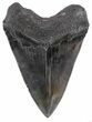 Serrated, Fossil Megalodon Tooth - Glossy Enamel #56509-2